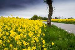 Yellow road Skane Sweden by Maria Eklind @flickr